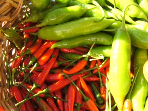 chilli-harvest