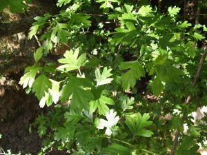 hawthorn-leaves
