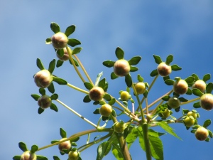 tree-dahlia-buds