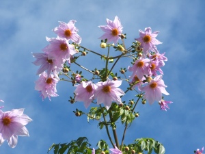 tree-dahlia-flowers