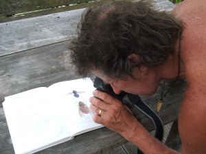 Geoff trying to photograph Tachinid