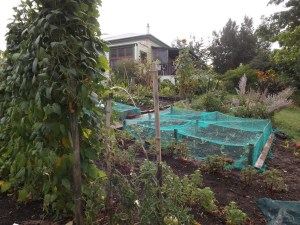 Beans, Yams & Brassica cage