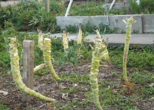 Brassica stumps