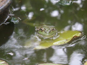 happy frog in rain 1