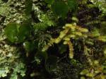 Mosses & Lichens, Mount Holdsworth